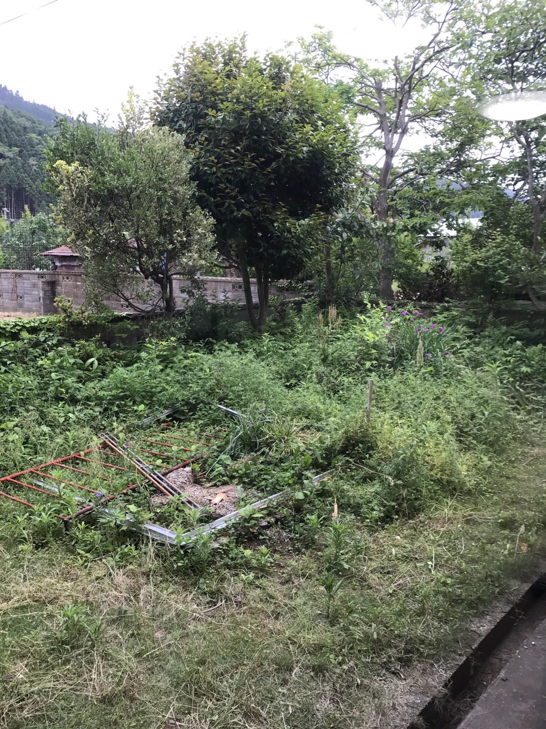 ジャングル状態だった頃の庭